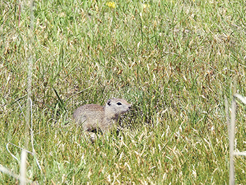 After God made a farmer, he made a ground squirrel. A female sage rat will likely have a litter of 8 pups, each one fathered by different males.
